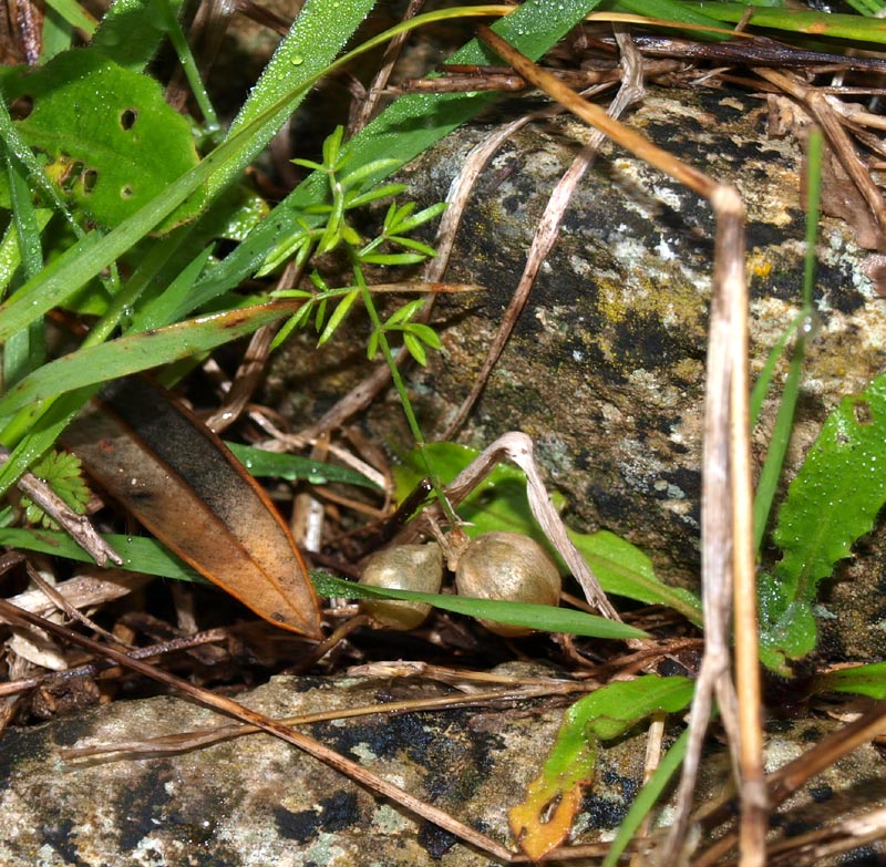 <i>Asparagus aethiopicus</i> L.