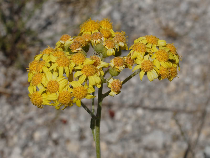 <i>Jacobaea ambigua</i> (Biv.) Pelser & Veldkamp subsp. <i>nebrodensis</i> (Guss.) Peruzzi, N.G.Passal. & C.E.Jarvis