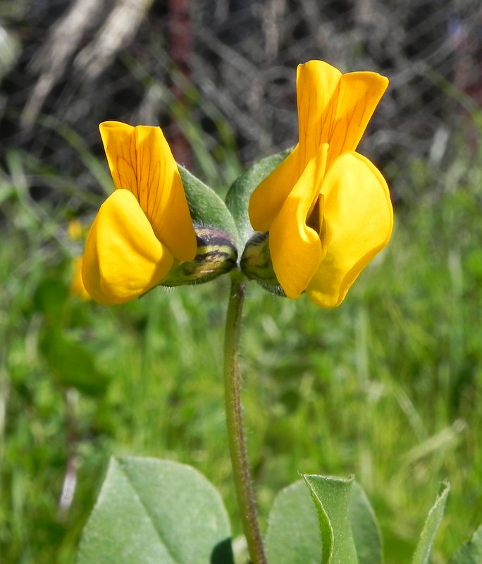 <i>Lotus biflorus</i> Desr.