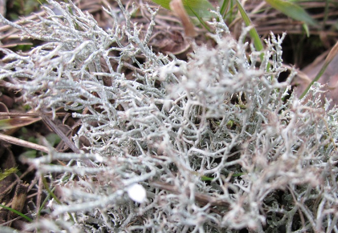 lichene (2).JPG