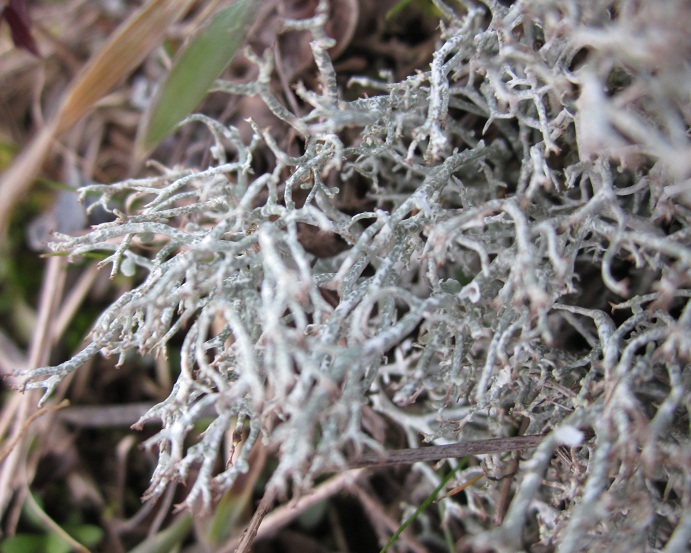 lichene (3).JPG