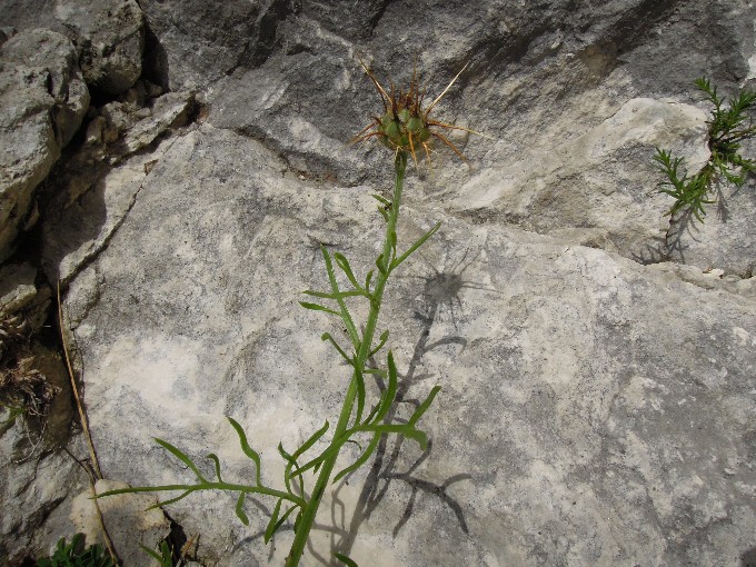 <i>Centaurea ceratophylla</i> Ten. subsp. <i>ceratophylla</i>