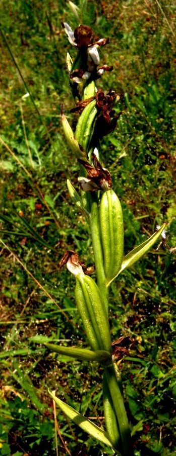<i>Ophrys apifera</i> Huds.