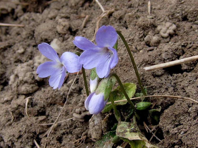 <i>Viola hirta</i> L.