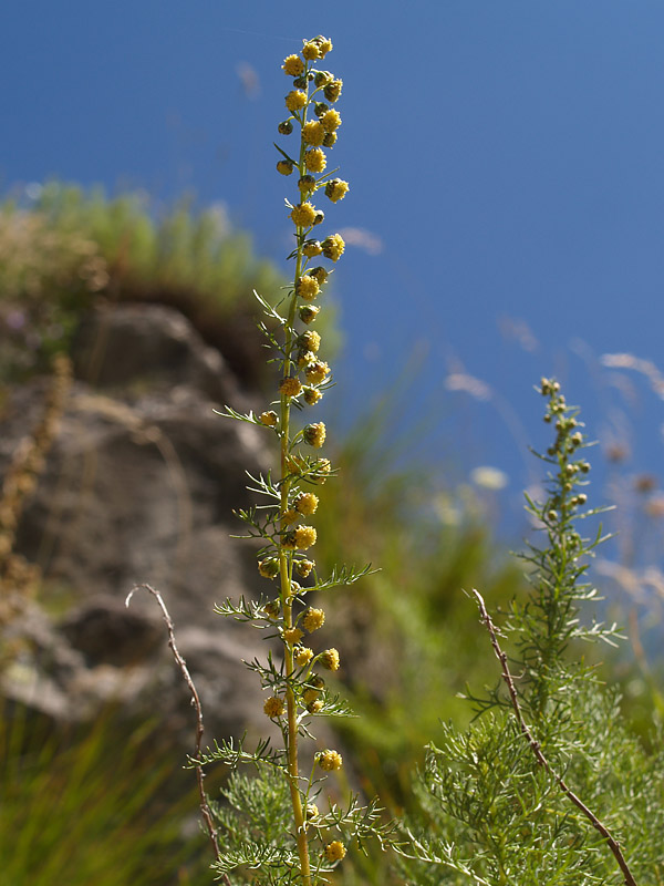 <i>Artemisia chamaemelifolia</i> Vill. subsp. <i>chamaemelifolia</i>
