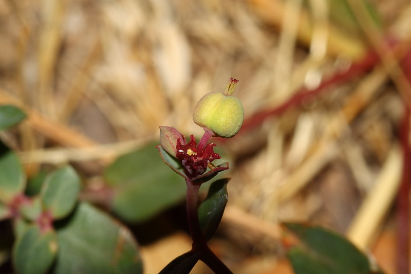 <i>Euphorbia gayi</i> Salis