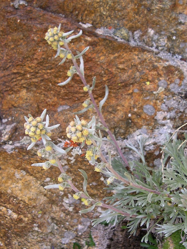 Artemisia umbelliformis7 argentera luglio 2005.jpg