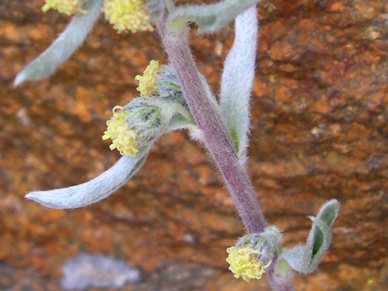 Artemisia umbelliformis8 argentera luglio 2005.jpg