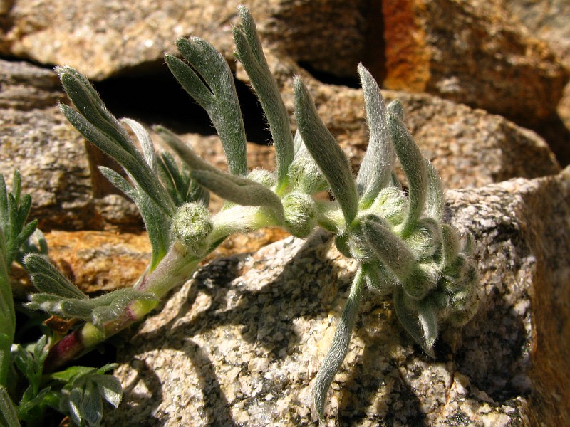 Artemisia umbelliformis eriantha55 monte-matto agosto 2008.jpg
