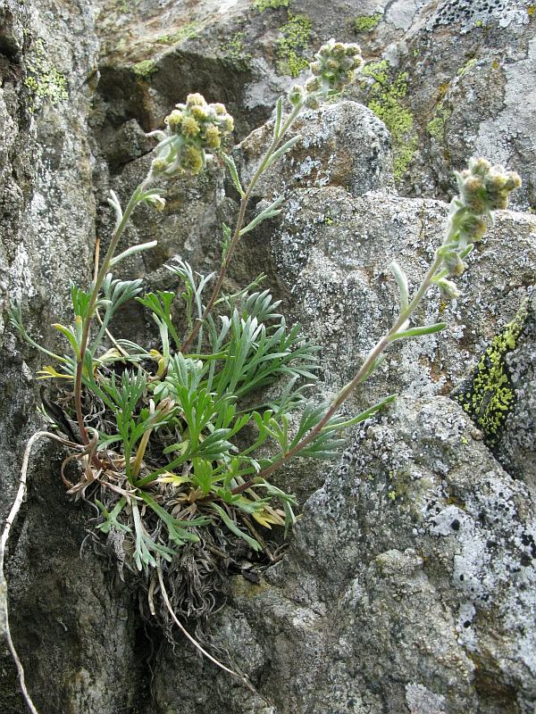 Artemisia umbelliformis eriantha76 val-stura agosto 2009.jpg