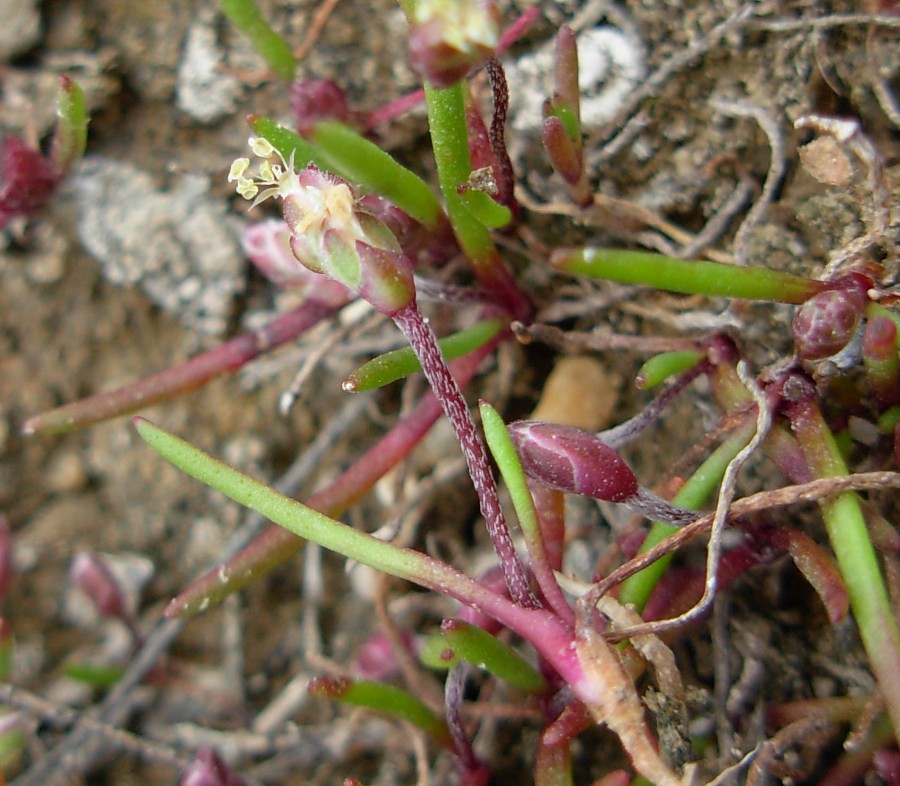 <i>Plantago weldenii</i> Rchb.