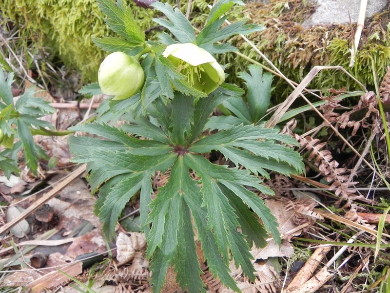 <i>Helleborus viridis</i> L. subsp. <i>bocconei</i> (Ten.) Peruzzi