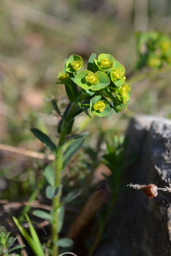 <i>Euphorbia apios</i> L.