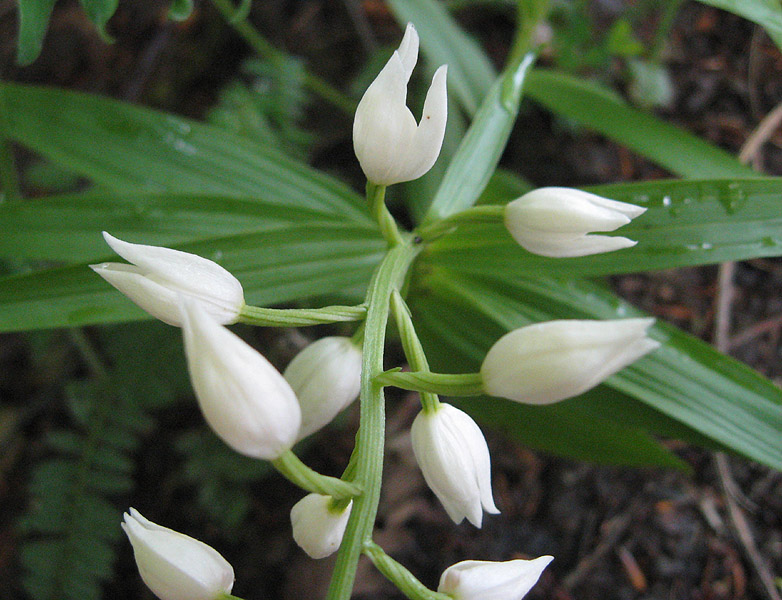 <i>Cephalanthera longifolia</i> (L.) Fritsch