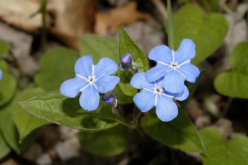 Omphalodes verna Moench {F 1060}