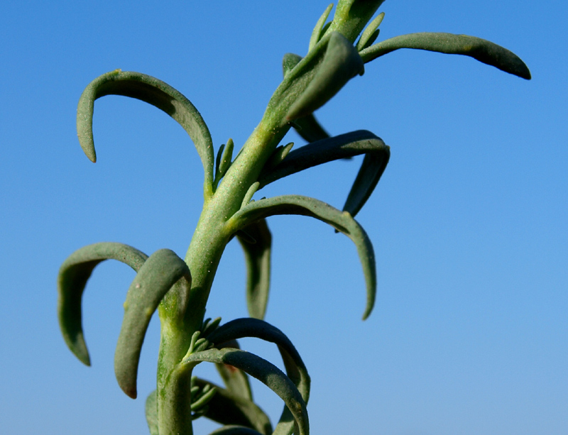<i>Linaria simplex</i> (Willd.) Desf.