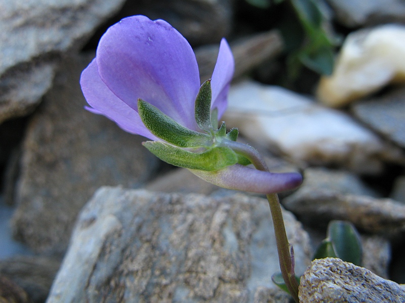 <i>Viola cenisia</i> L.