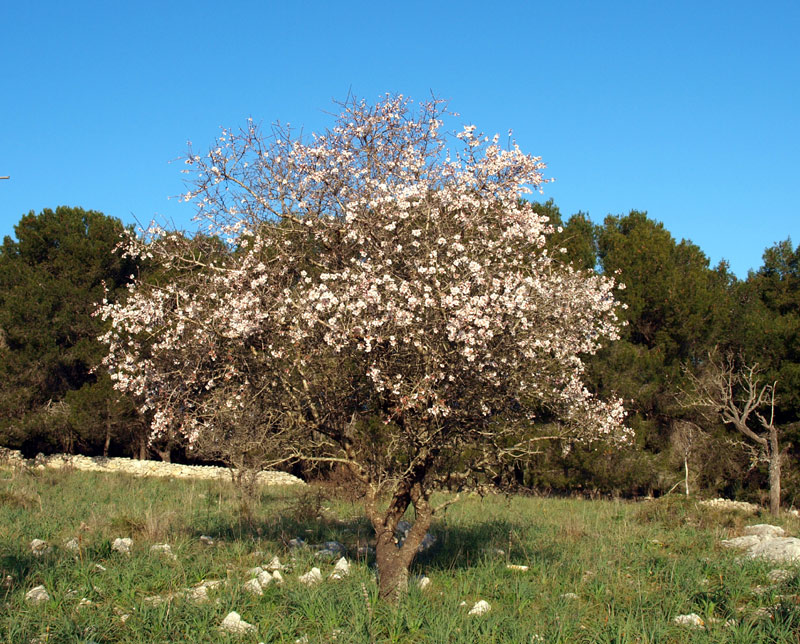 <i>Prunus webbii</i> (Spach) Vierh.