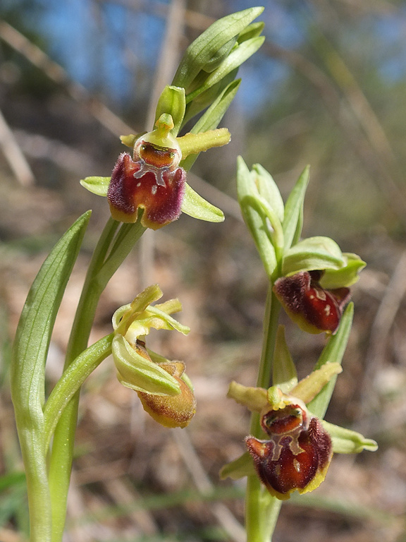 <i>Ophrys classica</i> Devillers-Tersch. & Devillers