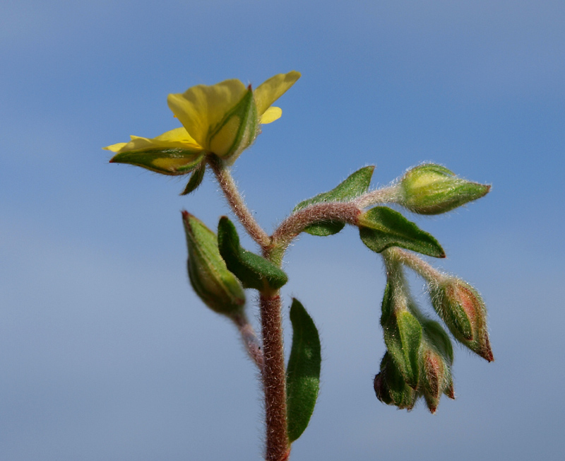 <i>Helianthemum salicifolium</i> (L.) Mill.