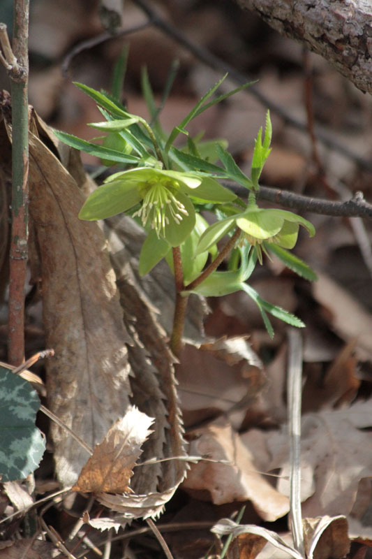 <i>Helleborus viridis</i> L. subsp. <i>istriacus</i> (Schiffn.) Cristof. & Zanotti