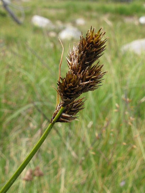 <i>Carex leporina</i> L.