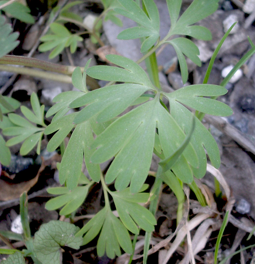 <i>Corydalis solida</i> (L.) Clairv.