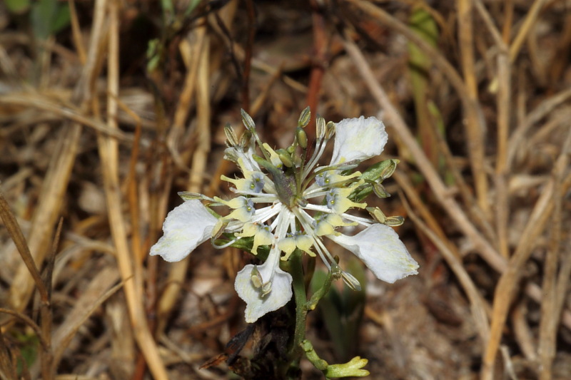 <i>Nigella arvensis</i> L. subsp. <i>glaucescens</i> (Guss.) Greuter & Burdet