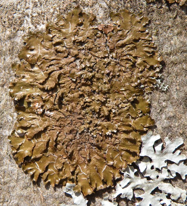 Lichene 29 Marzo 2012 168.jpg