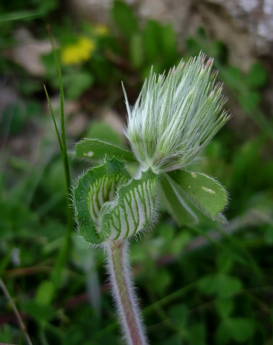 <i>Trifolium stellatum</i> L.