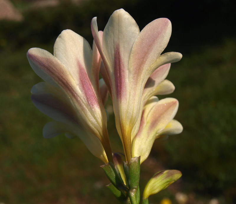 <i>Freesia leichtlinii</i> Klatt subsp. <i>alba</i> (G.L.Mey.) J.C.Manning & Goldblatt