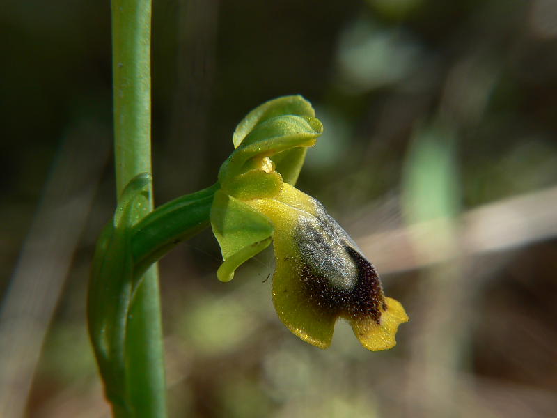 <i>Ophrys lepida</i> S.Moingeon & J.-M.Moingeon