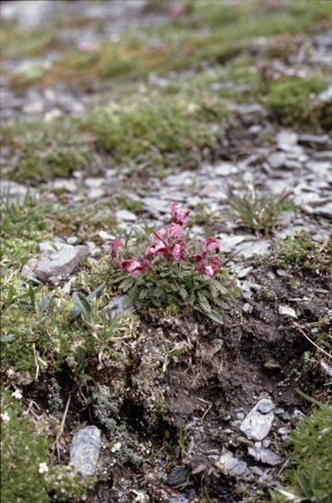 <i>Pedicularis aspleniifolia</i> Flörke ex Willd.