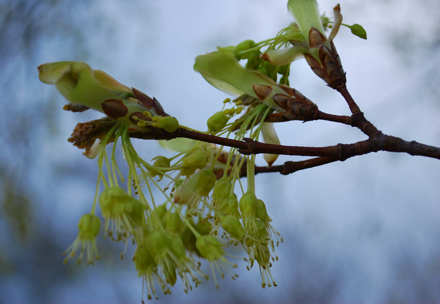 <i>Acer opalus</i> Mill. subsp. <i>opalus</i>