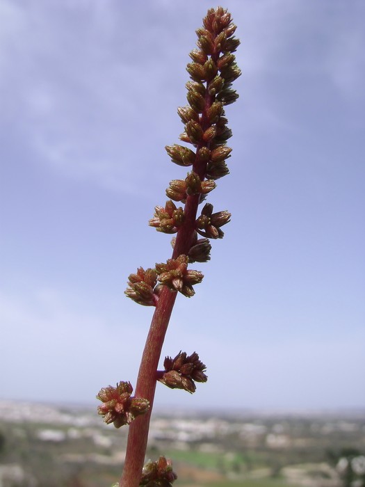 <i>Umbilicus chloranthus</i> Heldr. & Sartori ex Boiss.