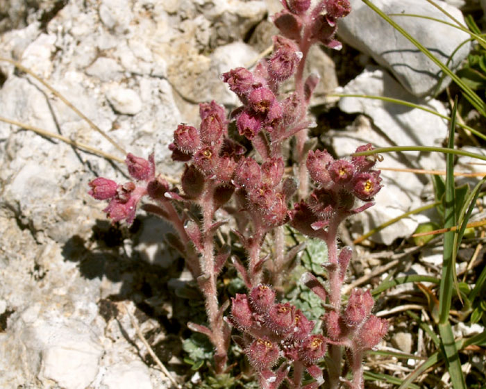 <i>Saxifraga porophylla</i> Bertol. subsp. <i>porophylla</i>
