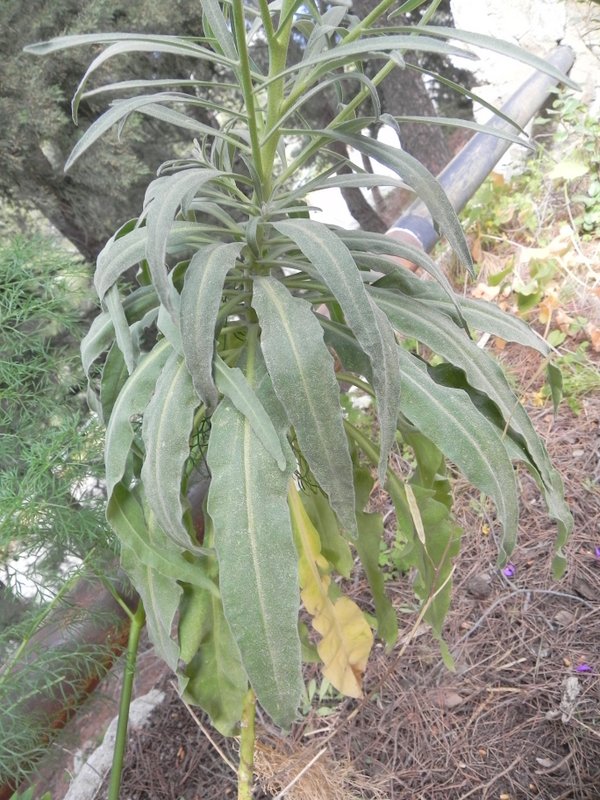 <i>Matthiola incana</i> (L.) W.T.Aiton subsp. <i>rupestris</i> (Raf.) Nyman