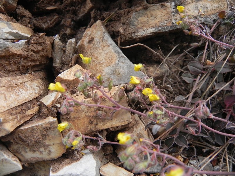 <i>Helianthemum cinereum</i> (Cav.) Pers. subsp. <i>rotundifolium</i> (Dunal) Greuter & Burdet