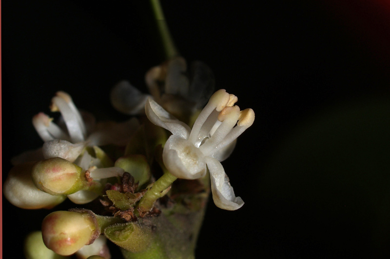 Ilex aquifolium L. fiore maschile1.jpg