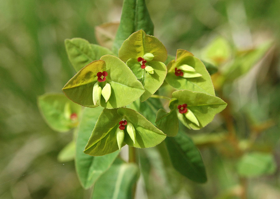 <i>Euphorbia dulcis</i> L.