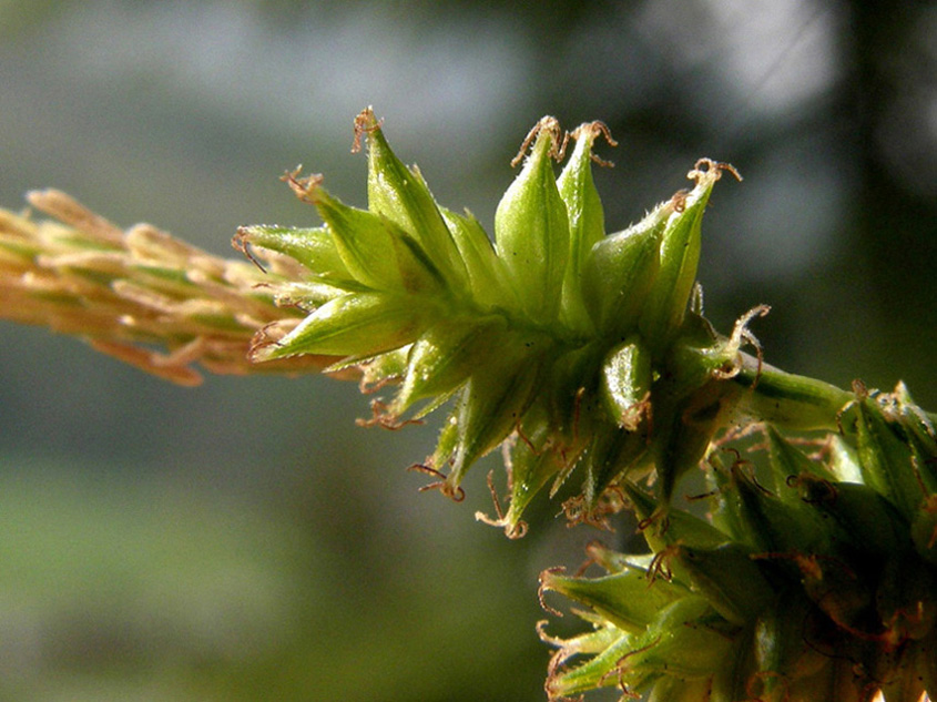 <i>Carex mairei</i> Coss. & Germ.