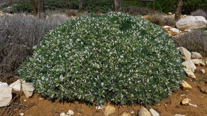 <i>Astragalus terraccianoi</i> Vals.