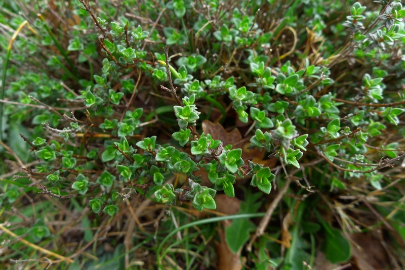 <i>Thymus herba-barona</i> Loisel.