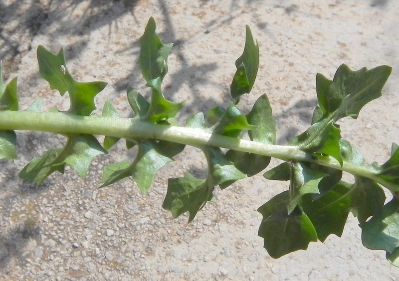 <i>Crepis bursifolia</i> L.