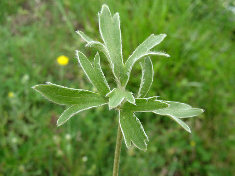 <i>Ranunculus monspeliacus</i> L. subsp. <i>monspeliacus</i>