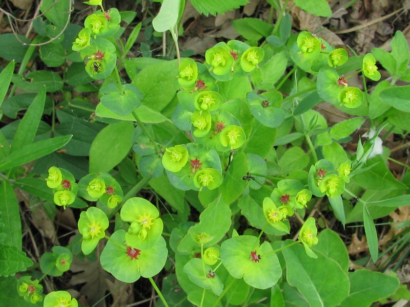 <i>Euphorbia amygdaloides</i> L.