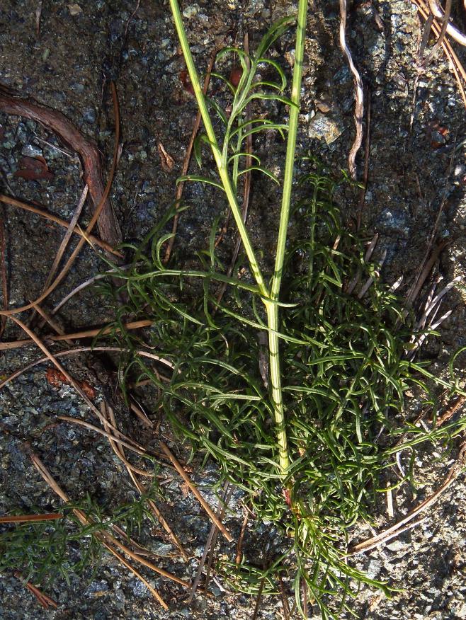 <i>Centaurea arachnoidea</i> Viv. subsp. <i>montis-ferrati</i> Ricceri, Moraldo & F.Conti