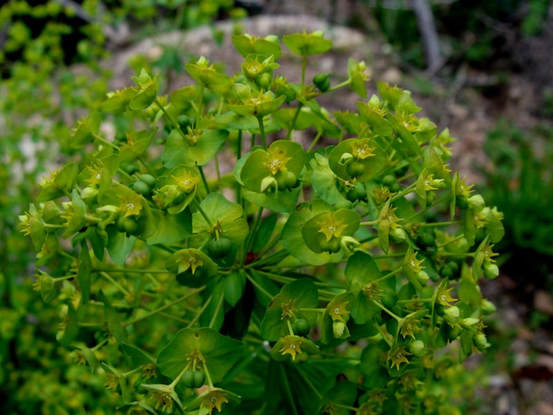 <i>Euphorbia semiperfoliata</i> Viv.