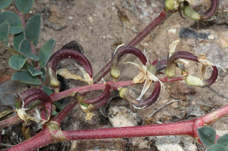 <i>Astragalus maritimus</i> Moris