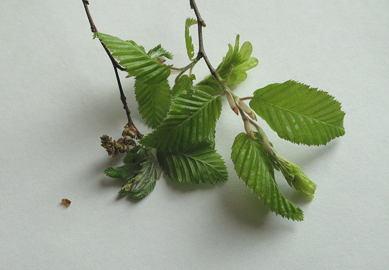 <i>Carpinus orientalis</i> Mill. subsp. <i>orientalis</i>